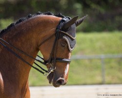 broodmare Elasia (Oldenburg, 2003, from Alassio)