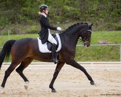 dressage horse Betty Barkley 2 (Westphalian, 2008, from Biasini)