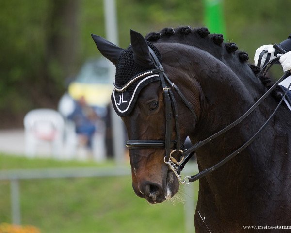 dressage horse Spirit 370 (Westphalian, 2008, from Sandro Hit)