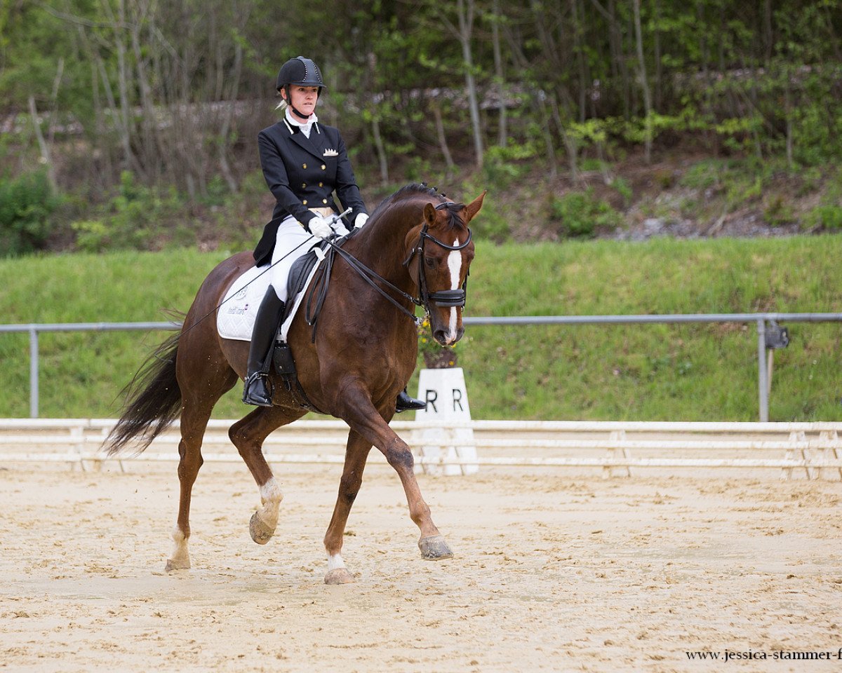 dressage horse Sir Charly 9 (Hanoverian, 2009, from Sir Donnerhall I)