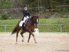 dressage horse Sir Charly 9 (Hanoverian, 2009, from Sir Donnerhall I)