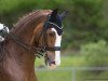 dressage horse Seven Heaven 2 (Hanoverian, 2007, from Sir Donnerhall I)