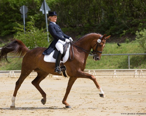 dressage horse Levinio (Oldenburg, 2009, from Laureano)