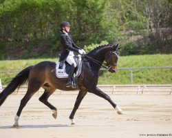 stallion Renoir-Rubin (Württemberger, 2002, from Rubin Royal OLD)