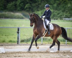 dressage horse Lichtblick 41 (Westphalian, 2009, from Lugato)