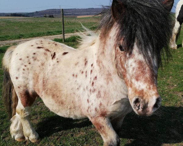 Pferd Calimero (Dt.Part-bred Shetland Pony, 2010, von CC's Captain Future)
