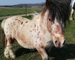 horse Calimero (Dt.Part-bred Shetland pony, 2010, from CC's Captain Future)