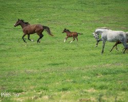 broodmare Crowning Affair xx (Thoroughbred, 2013, from Giant's Causeway xx)