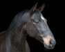 dressage horse Salut 265 (Württemberger, 2009, from Birkhof's Sirtaki)