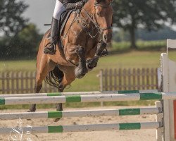 jumper de La Claire (Oldenburg show jumper, 2011, from Cezaro)