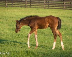 horse Stute von Medaglia d´Oro xx (Thoroughbred, 2018, from Medaglia d'Oro xx)