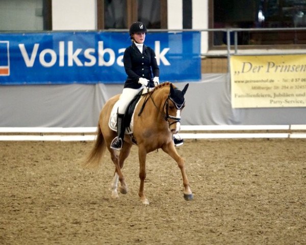 broodmare Schierensees Special Moment (German Riding Pony, 2014, from FS Mr. Right)