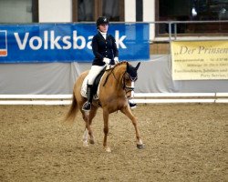 Zuchtstute Schierensees Special Moment (Deutsches Reitpony, 2014, von FS Mr. Right)