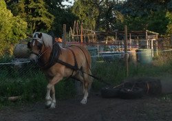 horse Willi (Haflinger, 2007, from World Cup (0,78% ox))