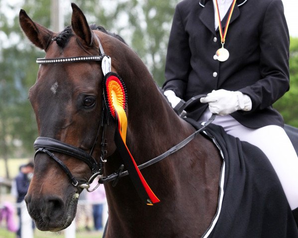 dressage horse Casper Von Hickingen (Westphalian, 2006, from Chico's Boy)