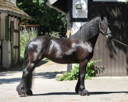 broodmare Kania Z (Friese, 2010, from Remon v/d Veldstraat)