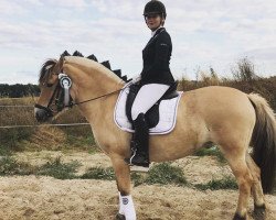 dressage horse Gaia (Fjord Horse, 2010, from Rubis d'Ober)