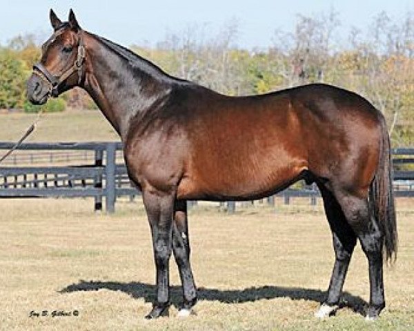 stallion Mutadda xx (Thoroughbred, 2004, from Mutakddim xx)