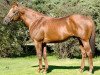 stallion Mutakddim xx (Thoroughbred, 1991, from Seeking the Gold xx)