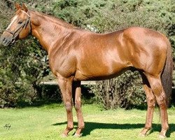 stallion Mutakddim xx (Thoroughbred, 1991, from Seeking the Gold xx)