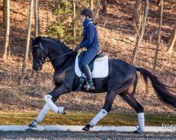 dressage horse Moarhof's Mr Monk (Hannoveraner, 2016, from Métall)