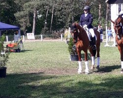 dressage horse Ratatouille 3 (German Sport Horse, 2004, from Regent)