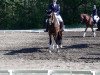 broodmare Dancing Queen B 3 (German Sport Horse, 2014, from Decurio 3)