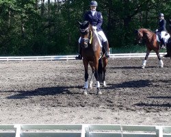 broodmare Dancing Queen B 3 (German Sport Horse, 2014, from Decurio 3)