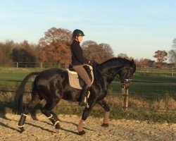 dressage horse Cover of Graceland M (Westfale, 2011, from Contendro I)