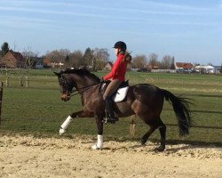 dressage horse Wolkenkind M (Westfale, 2006, from Wolkenstein II)