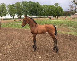 Springpferd Cavas Henry (Deutsches Sportpferd, 2019, von Cava Nevada)