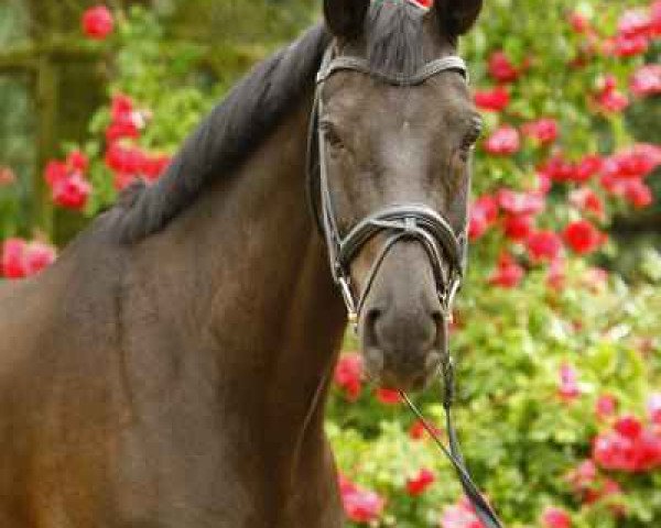 dressage horse Horacio B. (Hanoverian, 2002, from Hohenstein I)