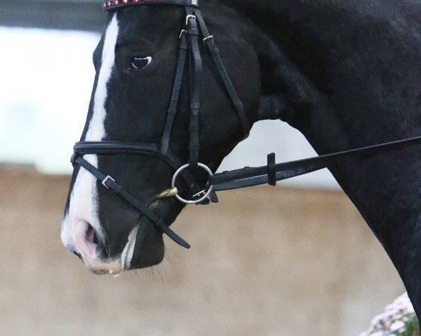 Dressurpferd Showtime Rr CH (Schweizer Warmblut, 2008, von Sancisco)