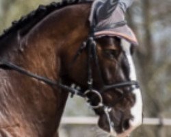 dressage horse Vincent VIII (Sachse, 2006, from Volontär)