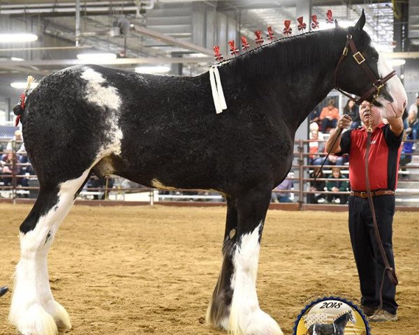 stallion Anderson's Zeus ET (Clydesdale, 2016, from Hillmoor Fusilier)