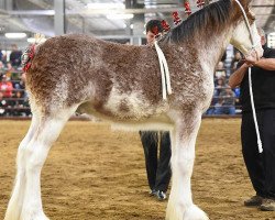 stallion Anderson's Ozzy ET (Clydesdale, 2018, from Dillars Striker)