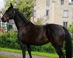 broodmare Fiadona (Hanoverian, 2009, from Fidertanz)