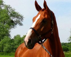 broodmare Samantha(Chanel) (Hanoverian, 1193, from Dooslands Rohdiamant)