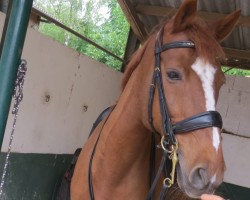 dressage horse DeSam Kandor (Hanoverian, 1998, from De Niro)