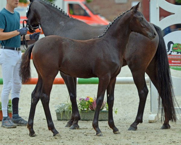 dressage horse Altenklosterhof's Tanzmarie (German Riding Pony, 2021, from Total Hope OLD)