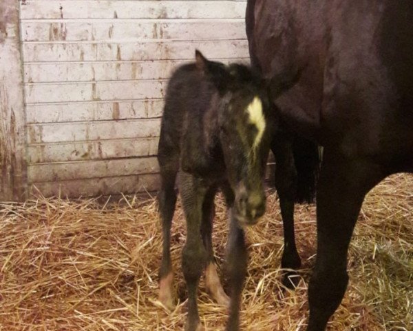 stallion Bumblebee TH (Westphalian, 2019, from Bellini Royal)