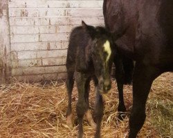 stallion Bumblebee TH (Westphalian, 2019, from Bellini Royal)