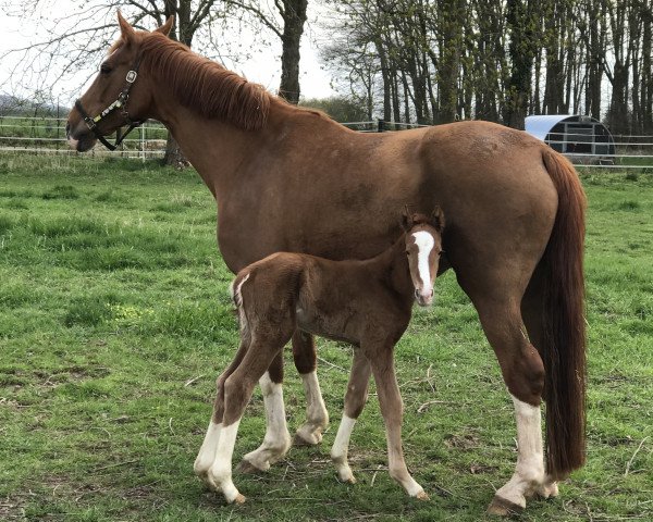 broodmare Farbenfee (Hanoverian, 2004, from Falsterbo)