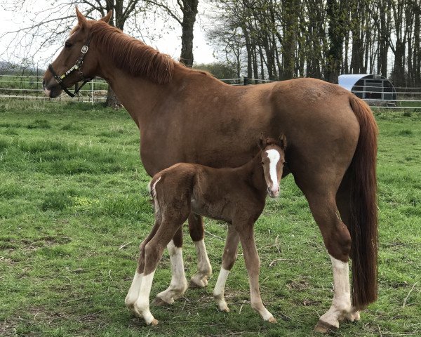 Zuchtstute Farbenfee (Hannoveraner, 2004, von Falsterbo)