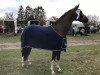 dressage horse Lütte Lotta (Hanoverian, 2015, from Livaldon)