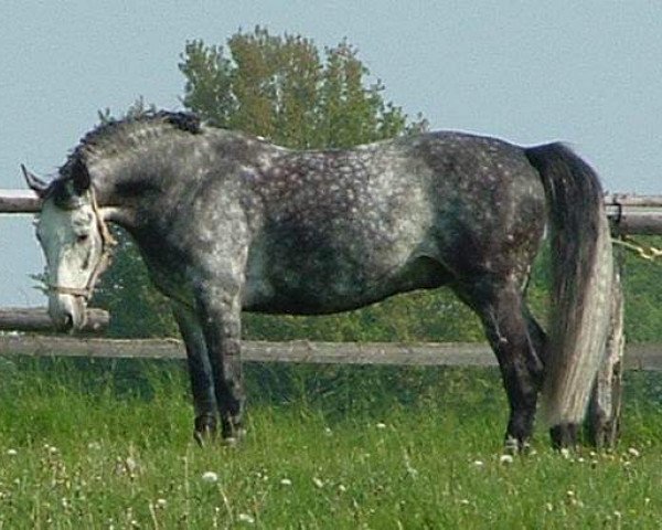 Pferd De Luca (Oldenburger, 1999, von Dream of Heidelberg I)