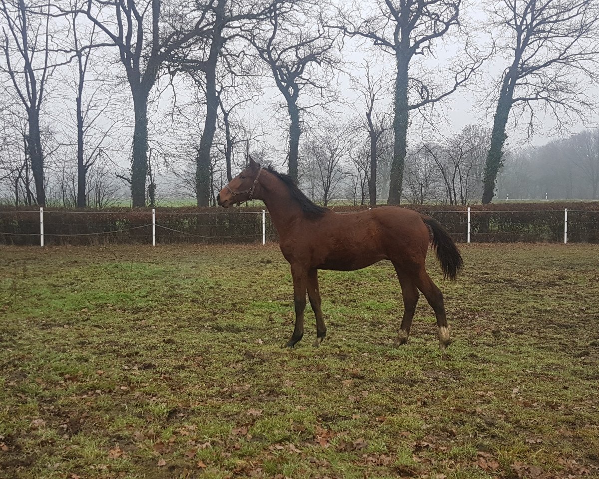 dressage horse Django (Westphalian, 2018, from Ducati)
