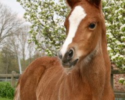 horse Sommerfeuer (Deutsches Reitpony, 2019, from Dance Star AT)