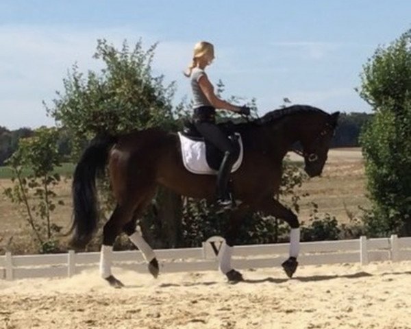 dressage horse Dior 180 (Hanoverian, 2009, from Dauphin)