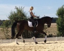 dressage horse Dior 180 (Hanoverian, 2009, from Dauphin)